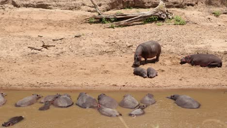 Hipopótamos-Descansando-En-La-Orilla-Y-Tirados-En-El-Agua-En-Masai-Mara,-Kenia---Plano-General