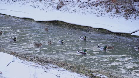 Shot-of-ducks-swimming-happily-in-a-river-in-winter