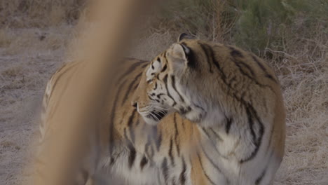 Tiger-turning-head-to-look-at-camera
