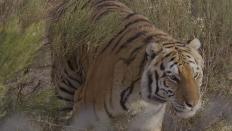 Captured-tiger-in-zoo-walking-through-brush