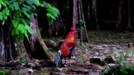 Wild-Rooster-Chicken-In-Moorea-Tropical-Forest,-French-Polynesia