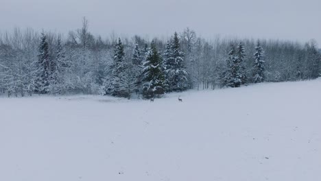Aerial-view-of-European-roe-deer-on-the-snow-covered-field,-overcast-winter-day,-wide-angle-drone-shot-moving-forward