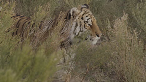 Tiger-stepping-out-from-behind-cover-while-hunting