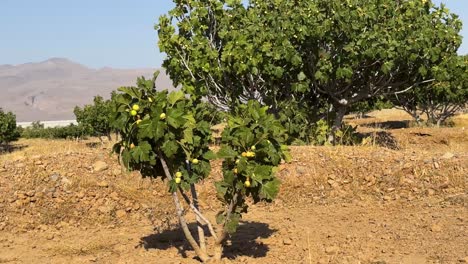 small-young-fig-tree-with-lots-of-ripe-fruit-in-desert-climate-mountain-foothill-salt-lake-side-beach-in-Estahban-Iran-organic-traditional-historical-rainfed-rain-watering-iriigation-garden-orchard
