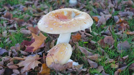 Close-up-of-dew-speckled-mushrooms-among-autumn-leaves-on-forest-floor,-serene-natural-scene