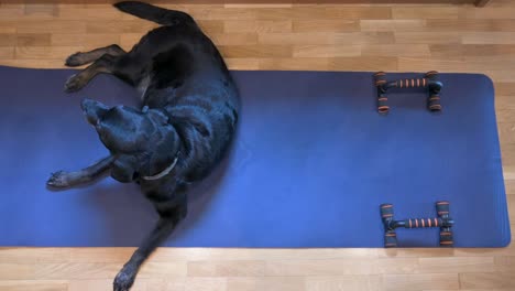Top-down-view-of-a-senior-black-Labrador-dog-laying-on-a-blue-yoga-mat,-initially-designated-for-or-its-owner's-exercise