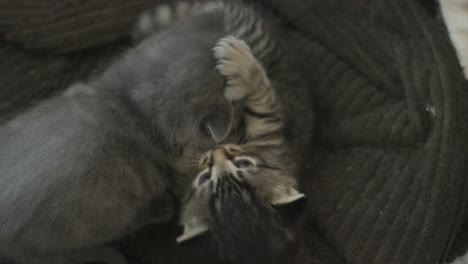 tabby-and-grey-kittens-play-wrestling-upside-down-and-nibbling-at-each-other