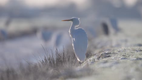 Profile-shot-of-backlit-Great-Egret-sitting-on-frozen-river-bank-in-winter,-tele