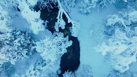 River-Flowing-Through-Forest-Covered-In-Snow-During-Winter-In-Norway---Aerial-Top-Down