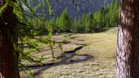 Between-two-larches-you-can-see-a-small-mountain-stream-meandering-through-mountain-meadows