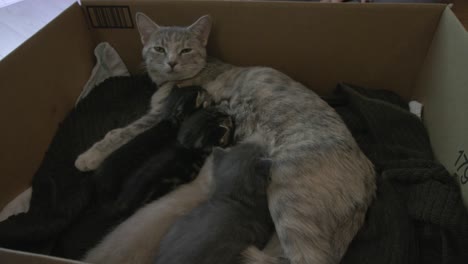 mother-cat-rests-as-she-lets-he-kittens-breast-feed-in-their-nest-in-a-cardboard-box