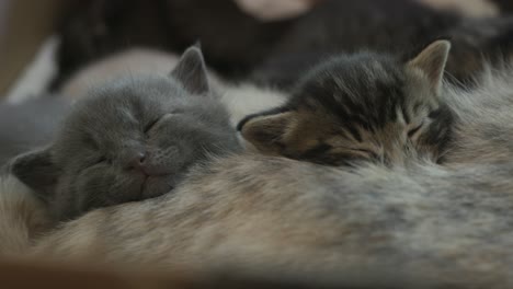 Süße-Graue-Und-Getigerte-Kätzchen-Träumen,-Während-Sie-Auf-Ihrer-Mutterkatze-Schlafen