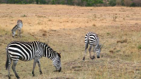 Wild-Zebras-Eating-Grass-In-The-Savanna-Of-Masai-Mara,-Kenya---Wide-Shot