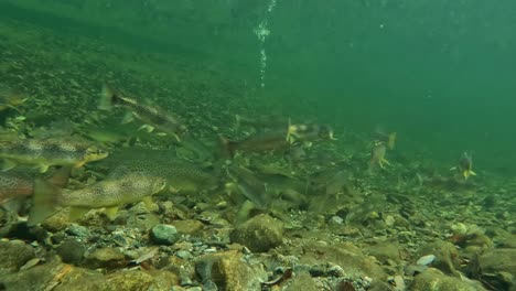School-of-Trout-and-Atlantic-wild-salmon-swimming-in-Norway-river,-escapes-rock-hitting-water