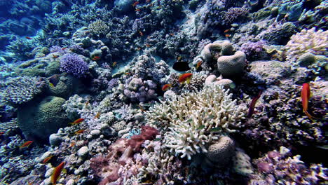 Colorful-fish-swimming-in-clear-ocean-water-above-coral-reef-seabed