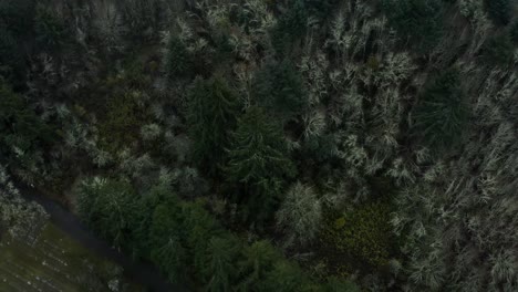 Tauchen-Sie-Ein-In-Die-Üppigkeit-Eines-Dichten-Immergrünen-Waldes-Im-Malerischen-Oregon
