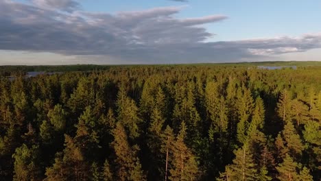 Luftaufnahme-Eines-Sees-Und-Waldes-In-Schweden