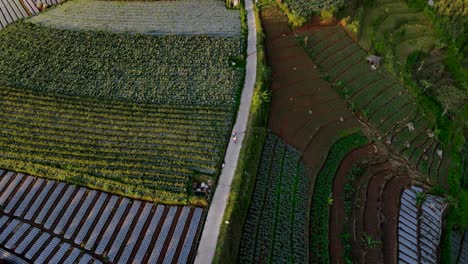 Drone-shot-of-senior-farmers-walking-in-the-middle-of-agricultural-field-to-go-to-the-plantation