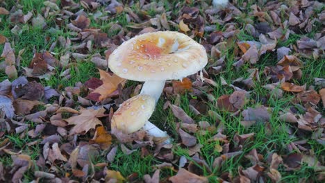 Ein-Wilder-Pilz-Mit-Tautropfen,-Umgeben-Von-Gefallenen-Herbstblättern-Auf-Gras