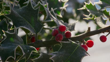 Kalte-Winteraufnahmen-Eines-Stechpalmenstrauchs-Mit-Reifen-Roten-Beeren,-Die-Von-Morgenfrost-Bedeckt-Sind