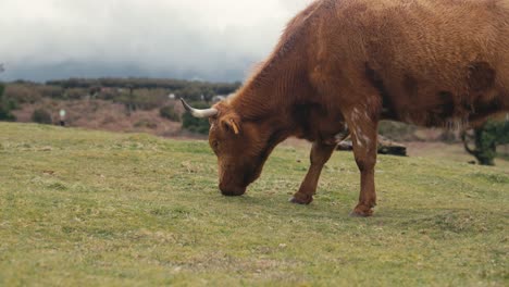 A-brown-cow-eating-grass-at-Fanal-Forest,-Madeira