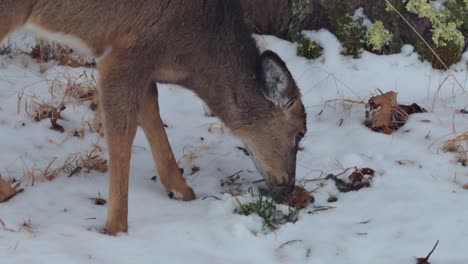 An-adorable-little-baby-deer-forging-for-food-in-the-snow