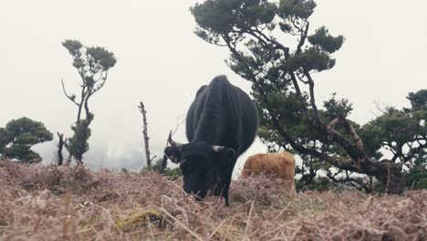 Black-cow-standing-in-front-of-the-camera-at-Fanal-Forest,-Madeira