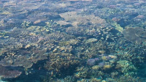 Hermosa-Vista-De-Un-Arrecife-De-Coral-Sano-Y-Colorido-En-Aguas-Cristalinas-Del-Océano-Tropical-Al-Atardecer-En-Raja-Ampat,-Papua-Occidental,-Indonesia