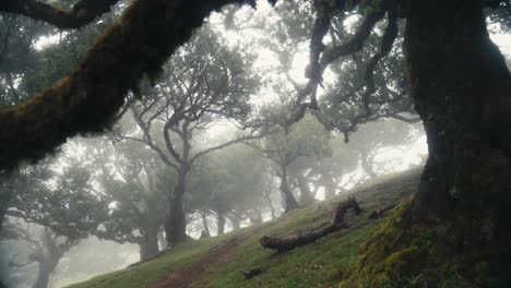Camera-moves-between-the-leaves-and-branches-of-laurel-groves-at-Fanal-Forest,-Madeira