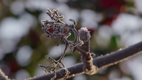 Morning-frost.-Freezing-UK-temperatures