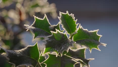 Kalte-Winteraufnahmen-Eines-Stechpalmenstrauchs-Mit-Reifen-Roten-Beeren,-Die-Von-Morgenfrost-Bedeckt-Sind