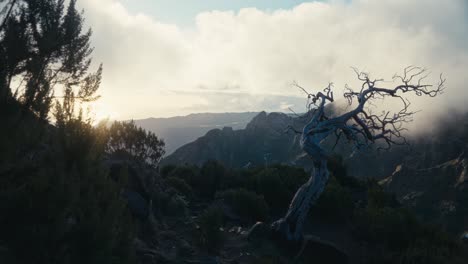 Ein-Toter-Baum,-Der-Bei-Sonnenuntergang-In-Den-Bergen-Auf-Der-Insel-Madeira-Steht