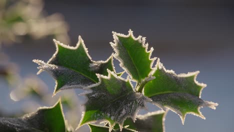 Cold-winters-footage-of-a-holly-bush-with-ripe-red-berries-covered-in-morning-frost