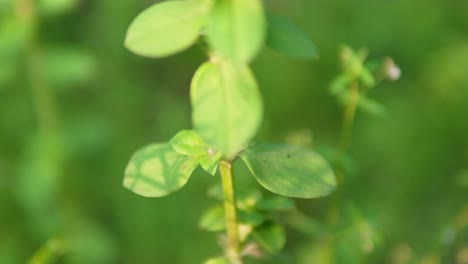 Close-up-of-fresh-green-leaves-with-sunlight-filtering-through,-blurred-natural-background