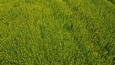 Beautiful-Mustard-Flower-Field-Drone-Shot-Video