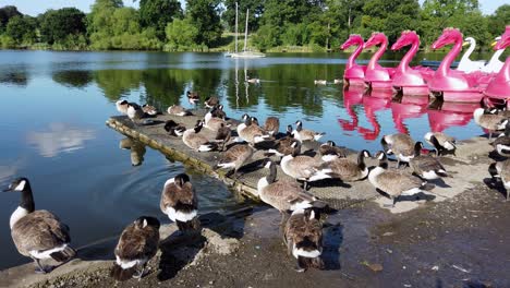 A-flock-of-Canada-Goose-preening-its-feathers-while-lazing-in-the-sun-by-the-lake-in-Mote-Park-at-Maidstone,-in-Kent,-United-Kingdom