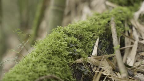 A-close-up-moving-shot-of-moss-growing-on-a-decomposing-tree-trunk-in-the-forest-with-bamboo-in-the-background