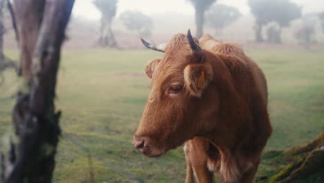 Brown-cow-standing-in-front-of-the-camera-at-Fanal-Forest,-Madeira,-Portugal-island
