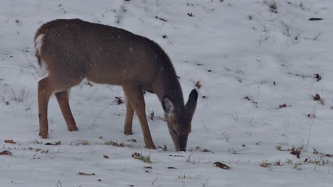 An-adorable-little-baby-deer-forging-for-food-in-the-snow