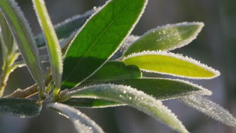 Kalte-Winteraufnahmen-Eines-Olivenbaumzweigs,-Der-Von-Morgenfrost-Bedeckt-Ist