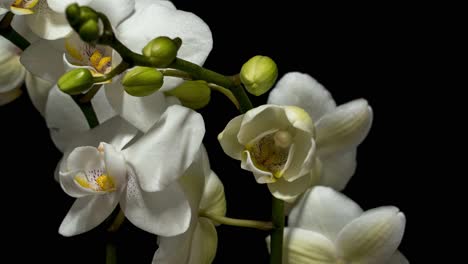 Maravillosa-Orquídea-Blanca-Está-Floreciendo