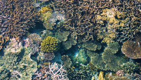 Wunderschöne-Malerische-Aussicht-Auf-Das-Farbenfrohe,-Gesunde-Korallenriff-Meeresökosystem-In-Kristallklarem-Meerwasser-Auf-Einem-Beliebten-Tropischen-Tauchinselziel-In-Raja-Ampat,-West-Papua,-Indonesien