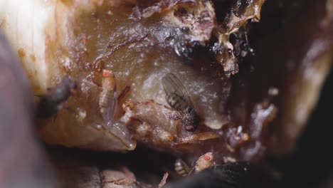 Close-up-colony-of-flies-feeding-on-a-filthy,-rotten-banana