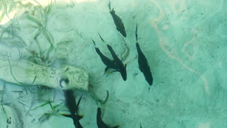 Blick-Von-Oben-Auf-Den-Schwarm-Tropischer-Tang-Doktorfische,-Der-Sich-In-Den-Untiefen-Des-Ozeans-In-Raja-Ampat,-West-Papua,-Indonesien,-Ernährt