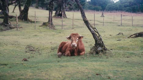 Brown-cow-laying-in-front-of-the-camera-at-Fanal-Forest,-Madeira