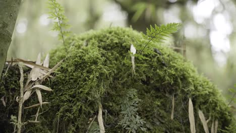 a-close-up-panning-shot-of-moss-and-fern-growing-on-a-decomposing-tree-trunk-in-the-forest