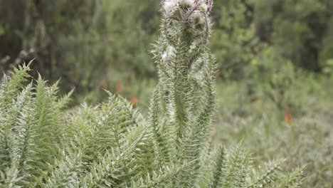 A-close-up-tilting-shot-of-mountain-thistle-vegetation-plant