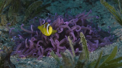 A-clownfish-and-it's-red-anemone