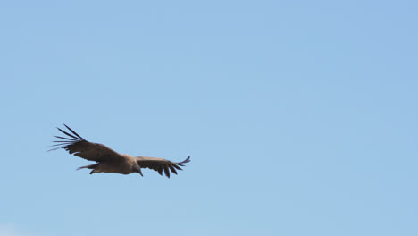 Andean-Condor-Captured-in-a-stunning-flight-footage-against-a-blue-sky
