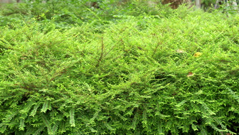 Setos-De-Arbustos-Verdes-Y-Exuberantes-Que-Crecen-Como-Parte-Del-Paisaje-En-Un-Jardín-De-Un-Parque-En-Bangkok,-Tailandia